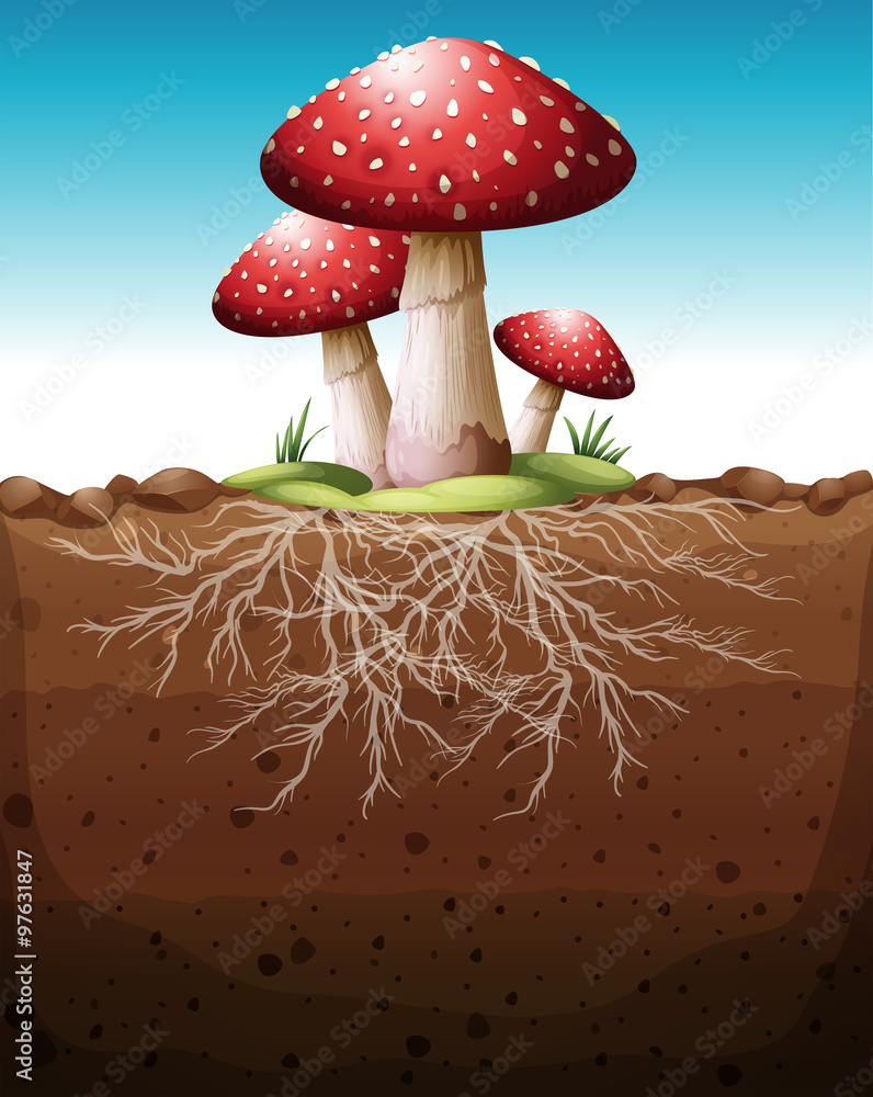 Red mushroom growing from the ground