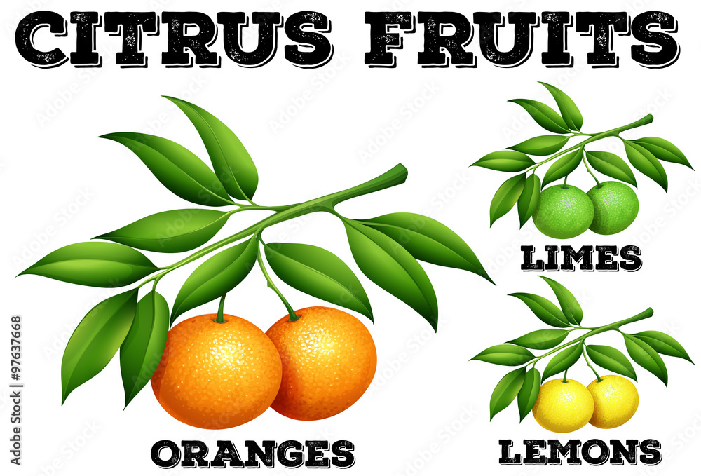 树枝上的柑橘果实