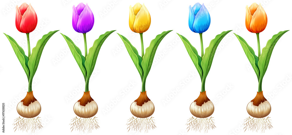 Different color of tulips