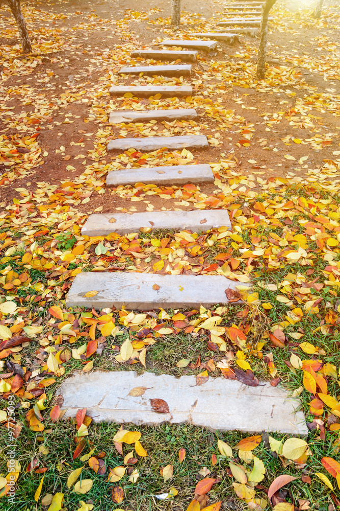 花园里秋叶飘落的步道