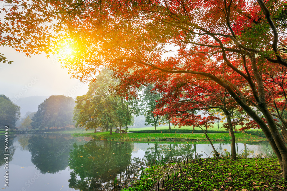 秋天公园里美丽的红色枫叶