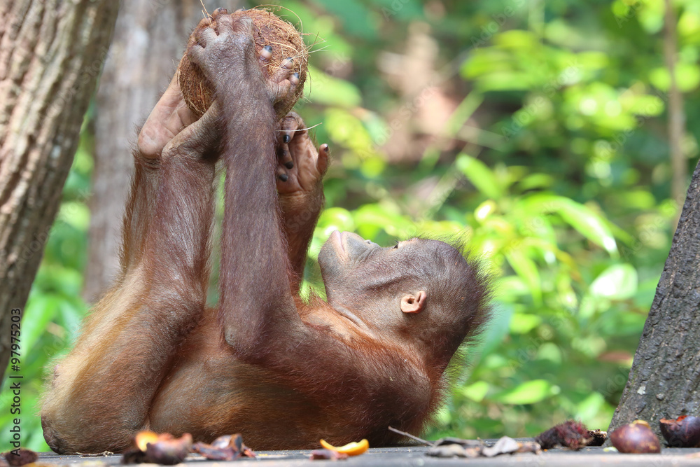 在亚庇沙巴猩猩保护区吃水果和蔬菜的野生猩猩
