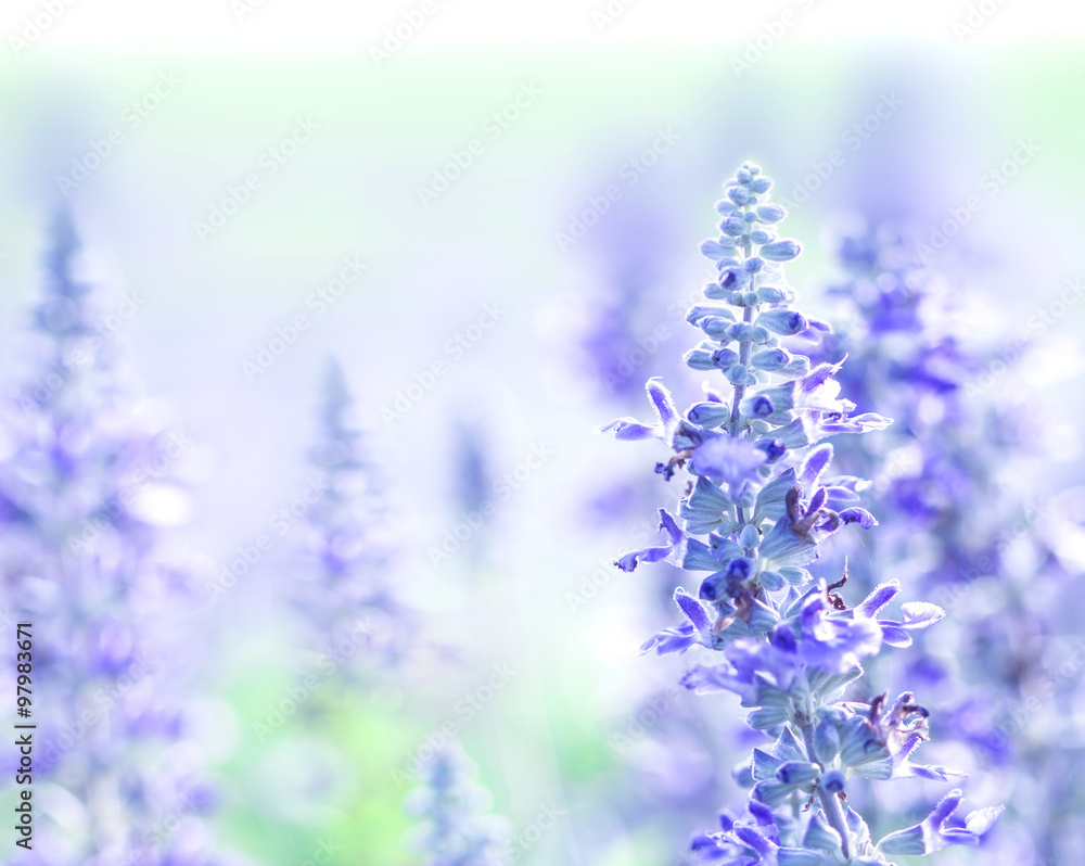 近距离观察花园里美丽的紫蓝色花朵，鼠尾草植物