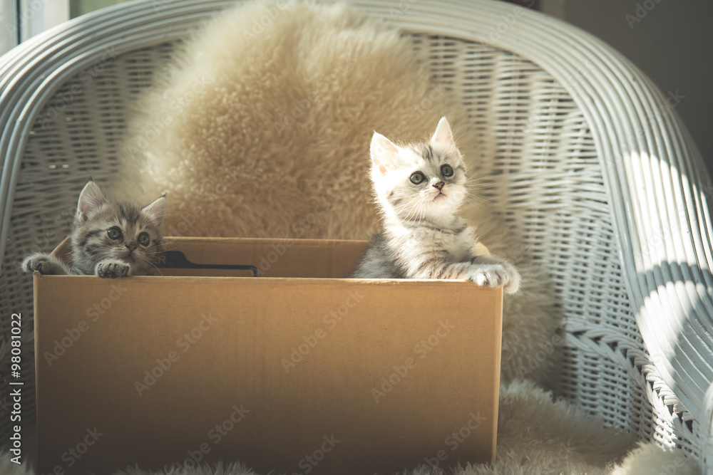 盒子里可爱的虎斑小猫