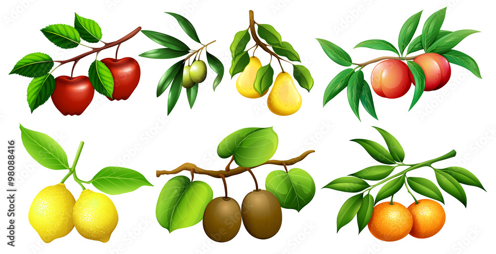 树枝上的不同种类的水果