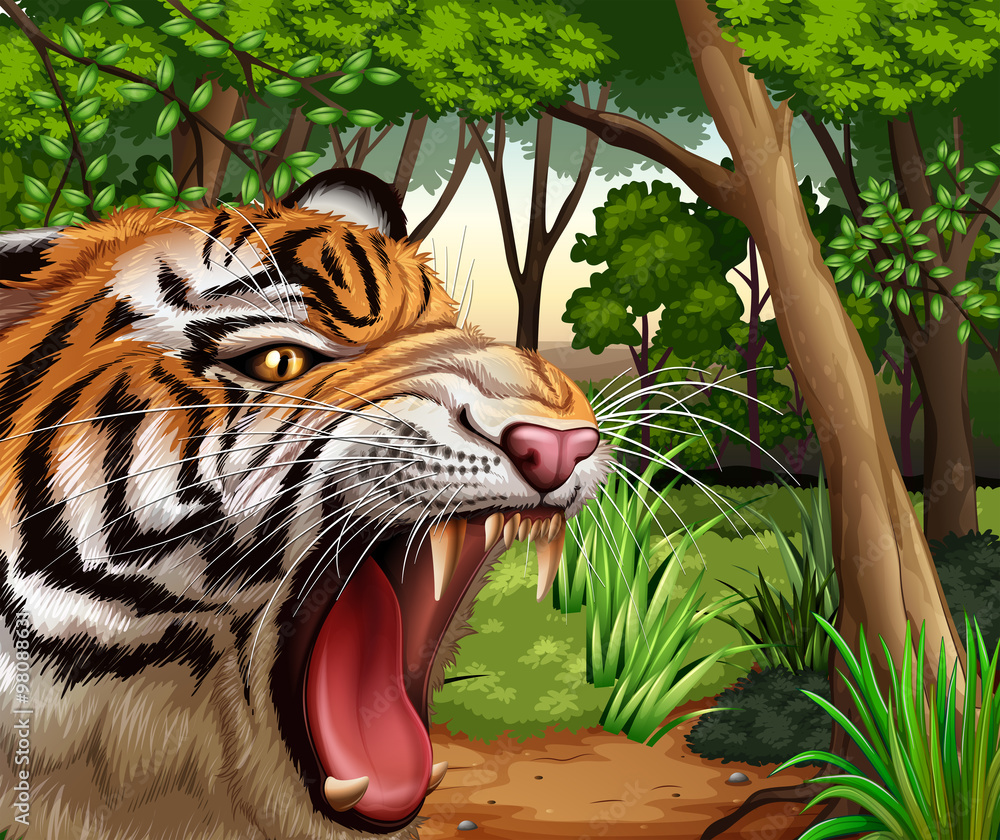 Tiger roaring in the jungle