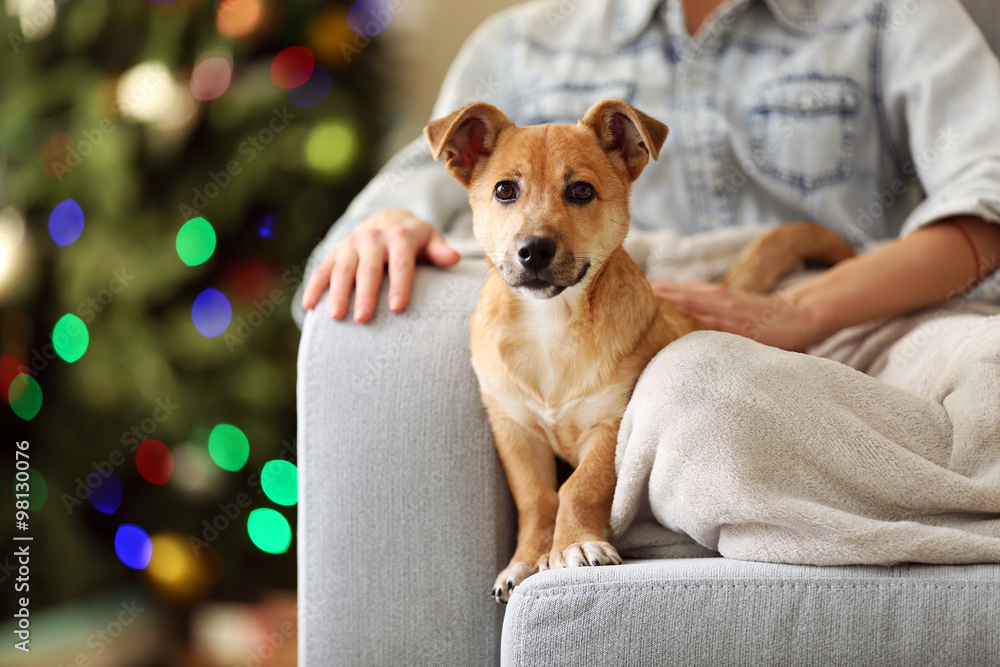 在圣诞树背景的椅子上，女性抱着可爱的小狗