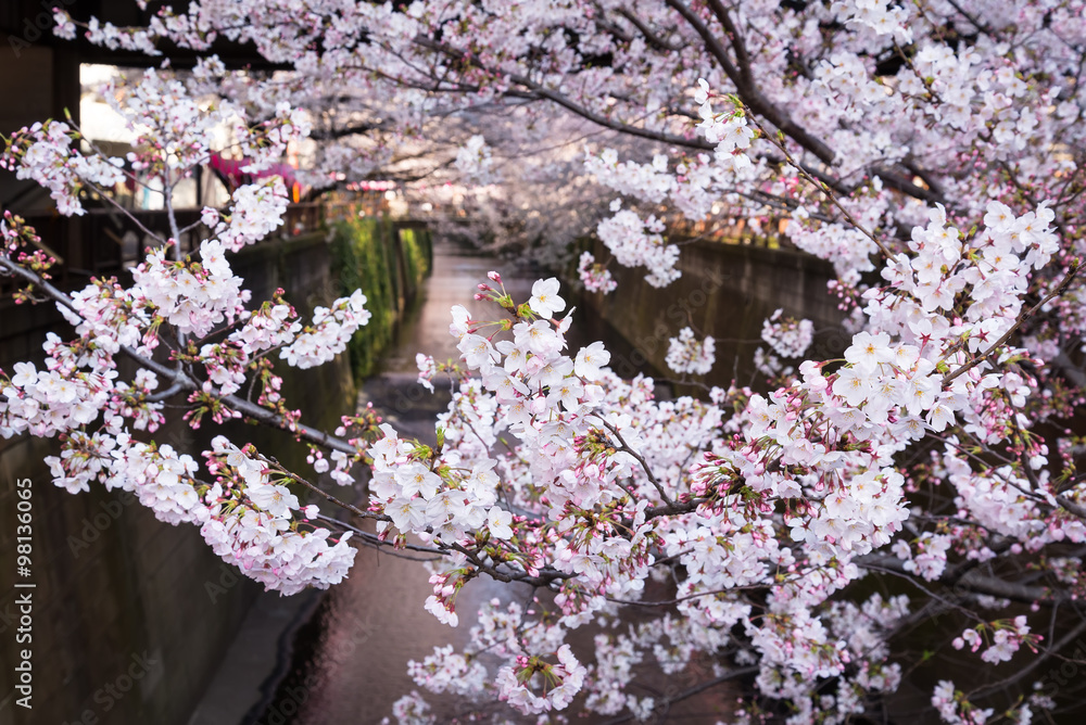 春天的日本东京梅古罗运河。