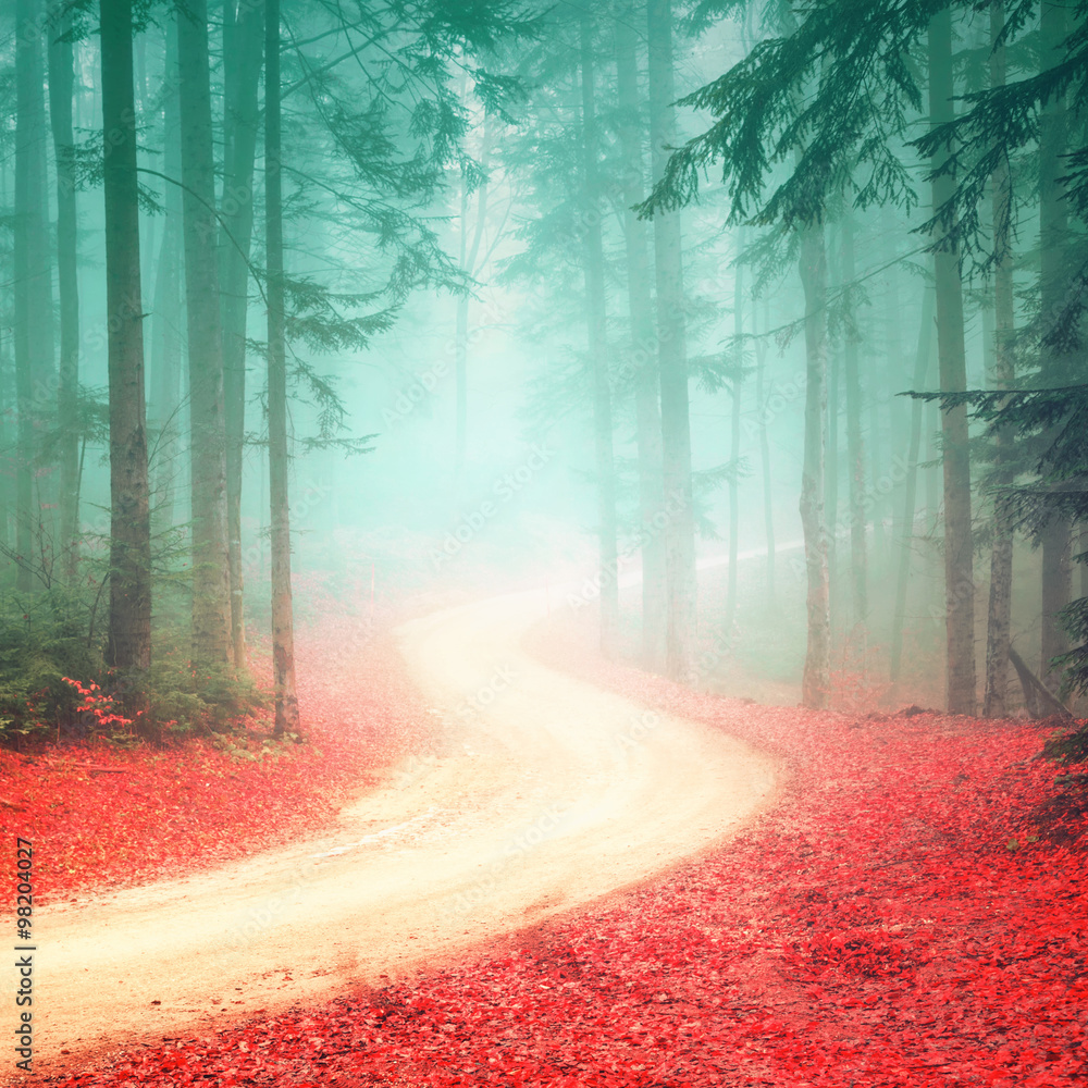 可爱的季节性彩色雾林道路。魔幻色彩的林地，有明亮的雾路。