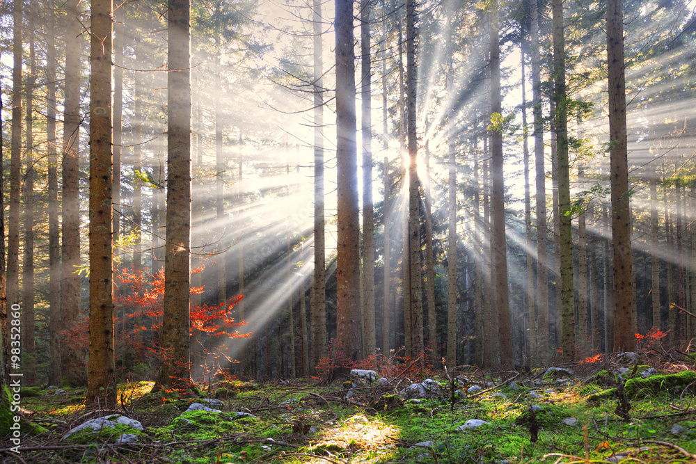 Magical sun rays in forest landscape. Lovely autumn colors in dreamy forest.