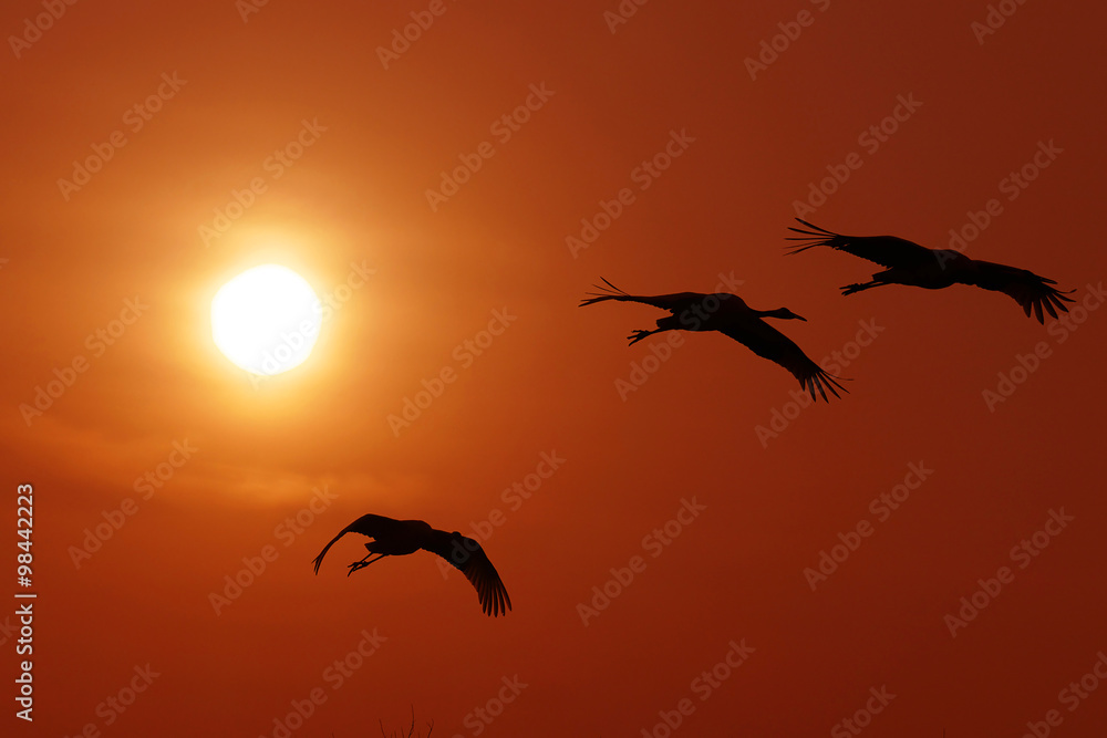 落日背景下的丹顶鹤在飞翔。