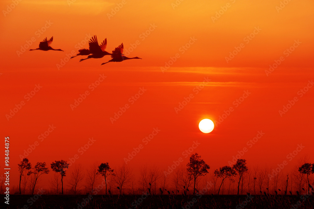 落日背景下的丹顶鹤在飞翔。