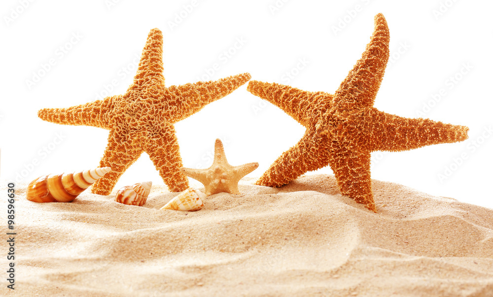 白色背景下沙滩上的海星和贝壳
