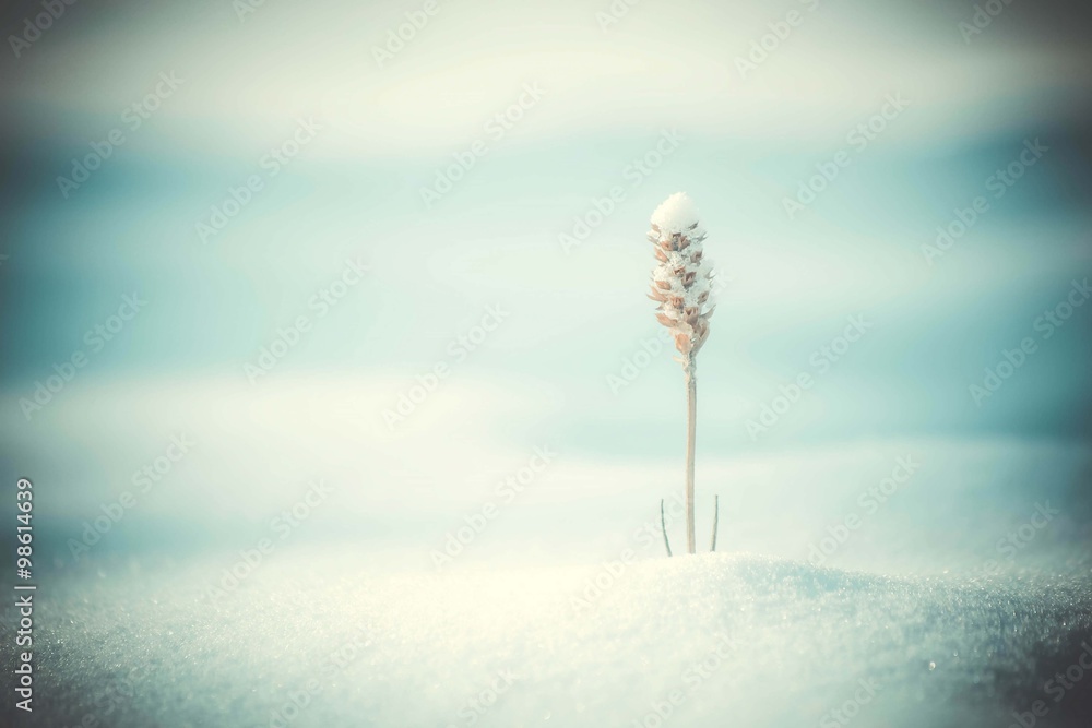 雪下的一棵枯草，特写镜头