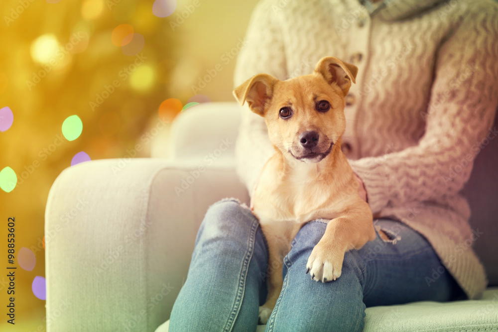 在圣诞树背景的椅子上，女性抱着可爱的小狗
