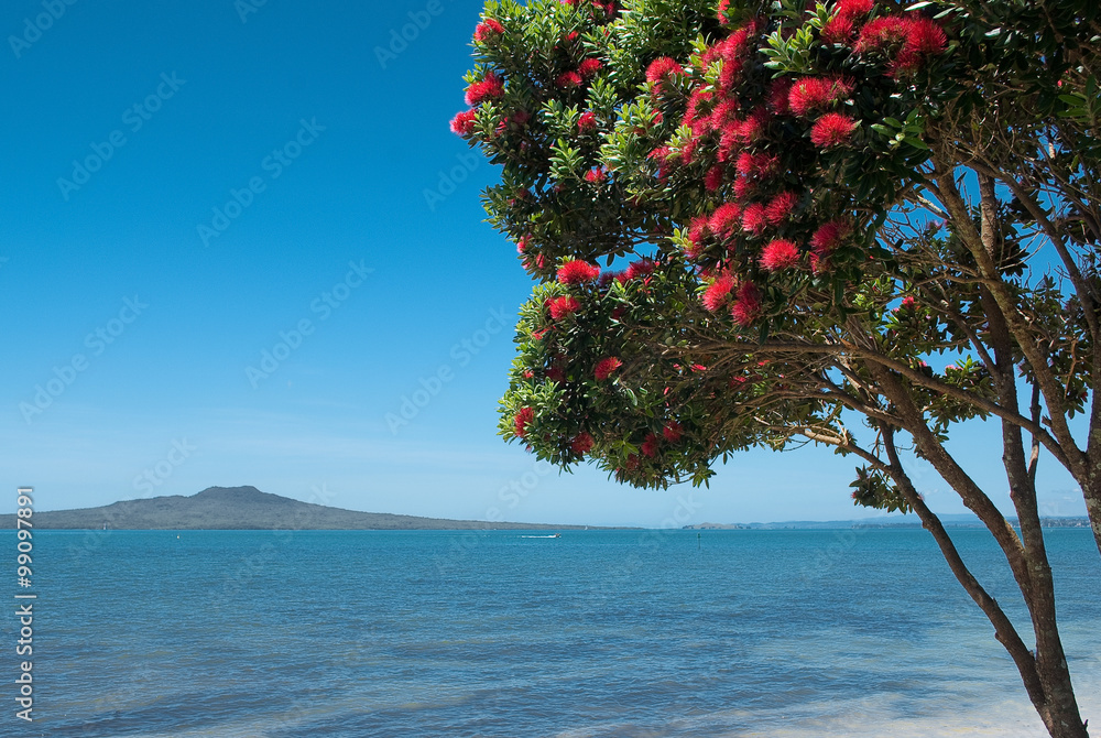Rangitoto Island with pohutukawa tree in bloom .