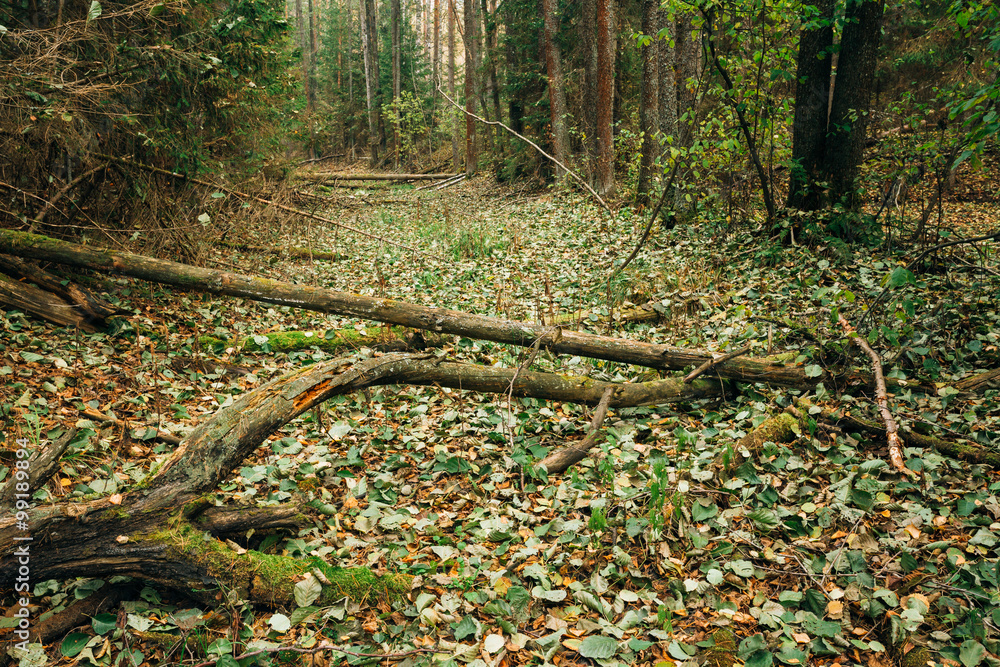 野生秋季森林。针叶林保护区内的倒下的树木