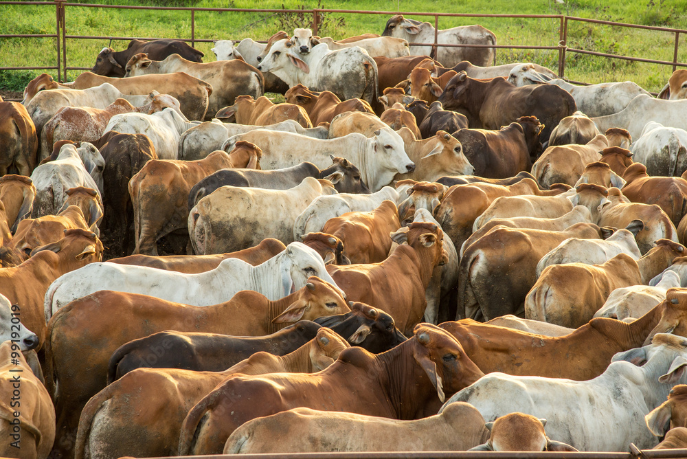 牛棚里的一群牛，夕阳美景
