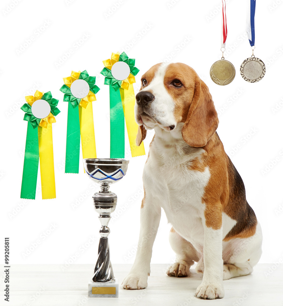 获得奖牌和冠军杯的年轻比格犬