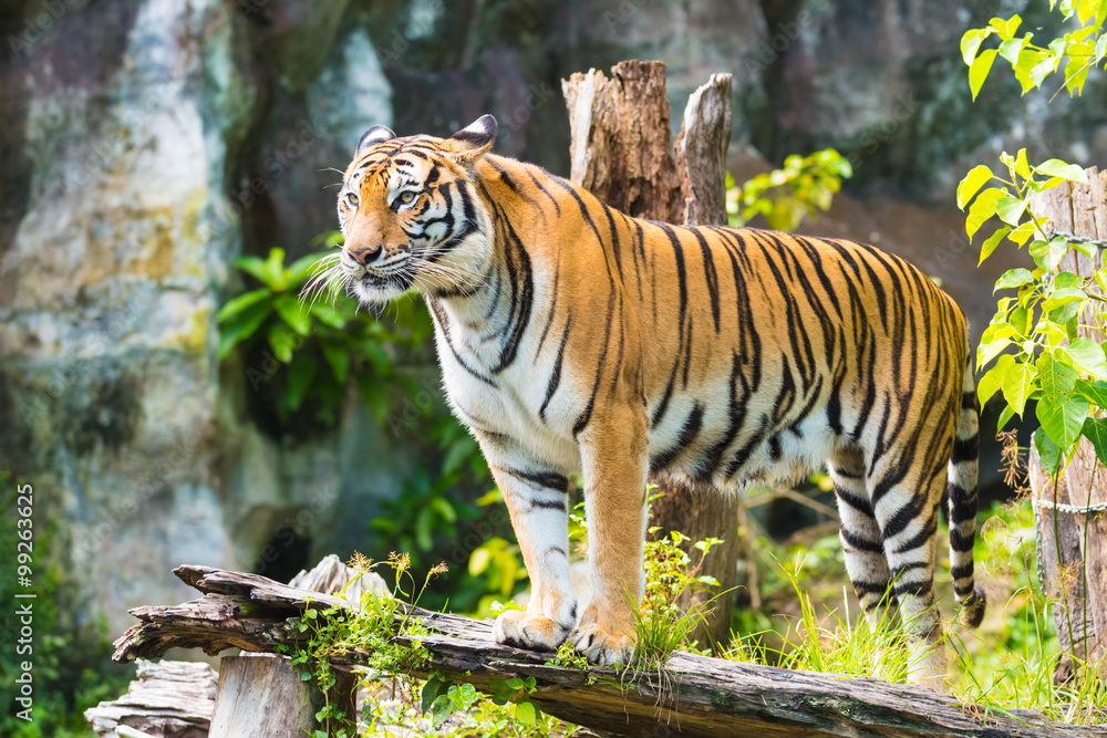 动物园里的孟加拉虎