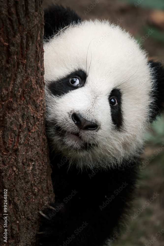 可爱的小熊猫