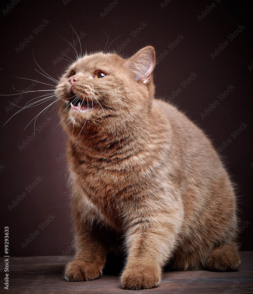 英国短毛猫肖像