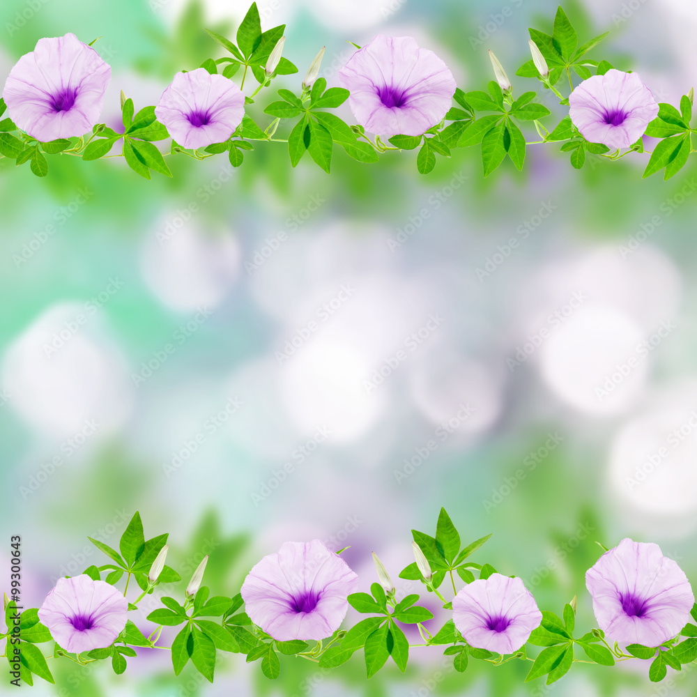 美丽的紫色花朵和树叶以自然为背景。