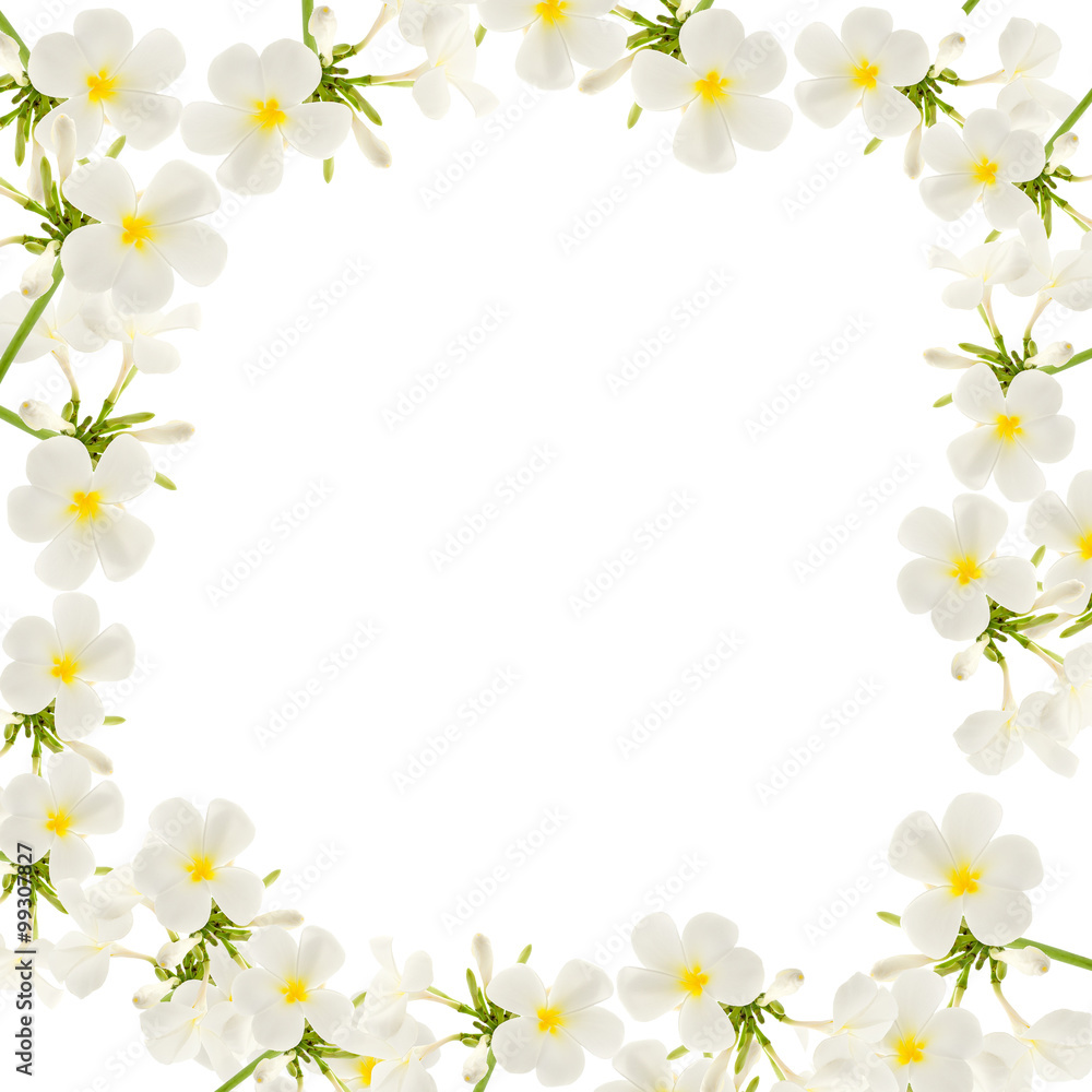 白色背景上的鸡蛋花框架。