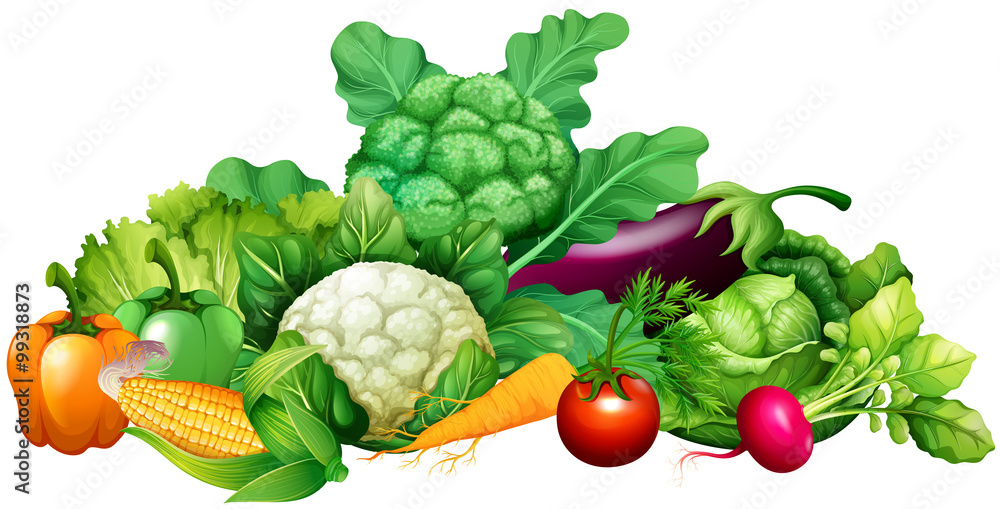 不同种类的蔬菜
