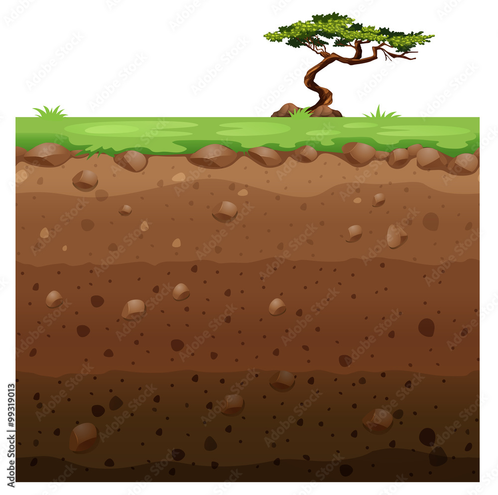 地表和地下场景中的单棵树