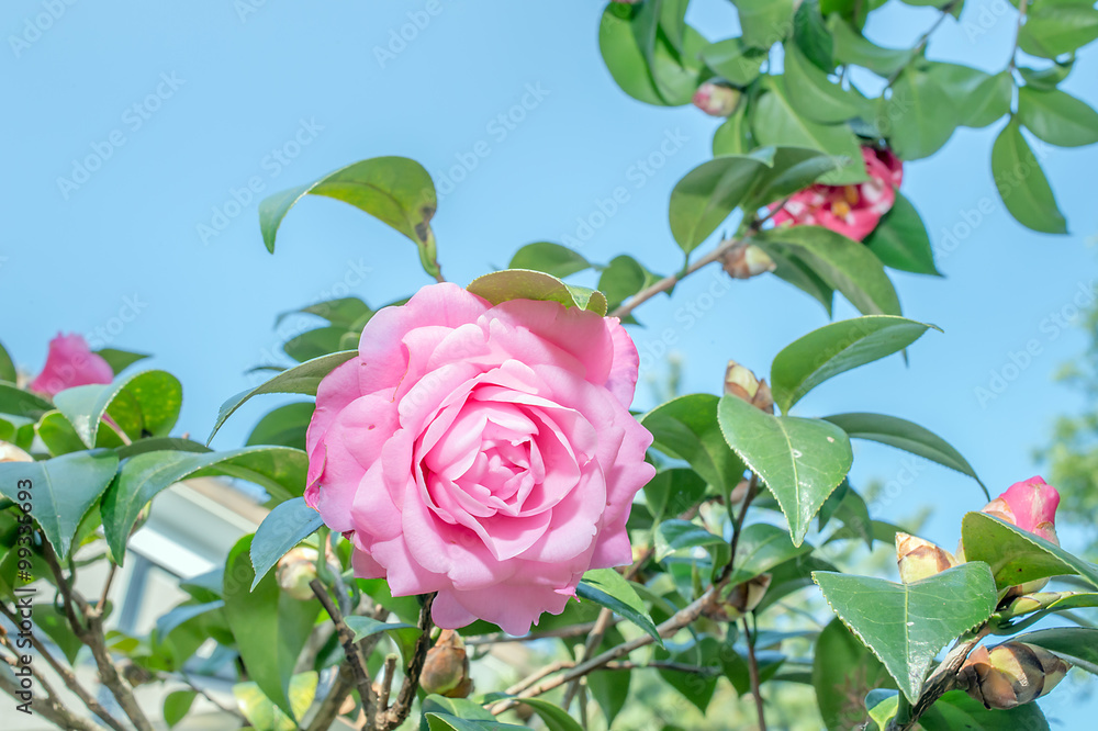 Flower of a camellia(Camellia japonica L)