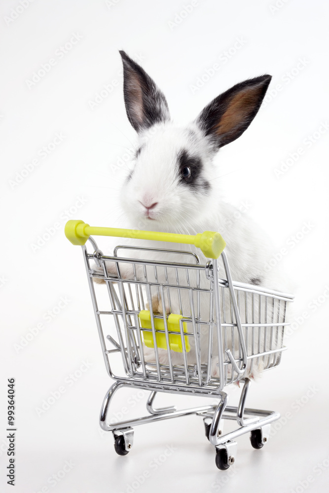 Rabbit in shopping cart, studio shot