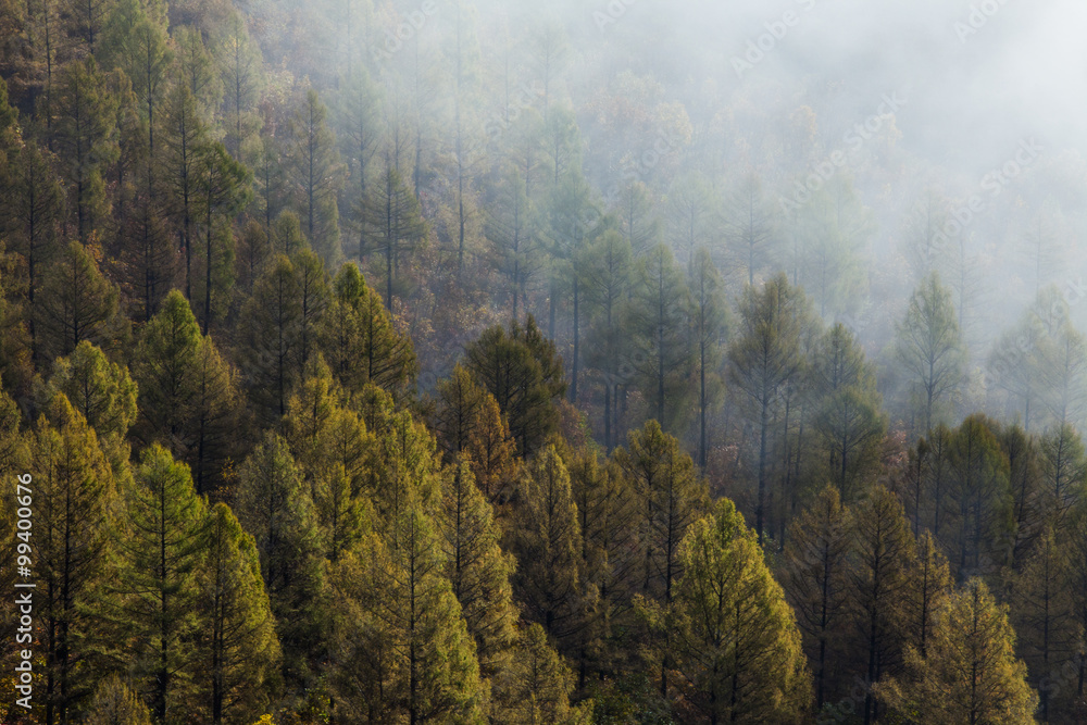 中国阿尔山被雾覆盖的森林