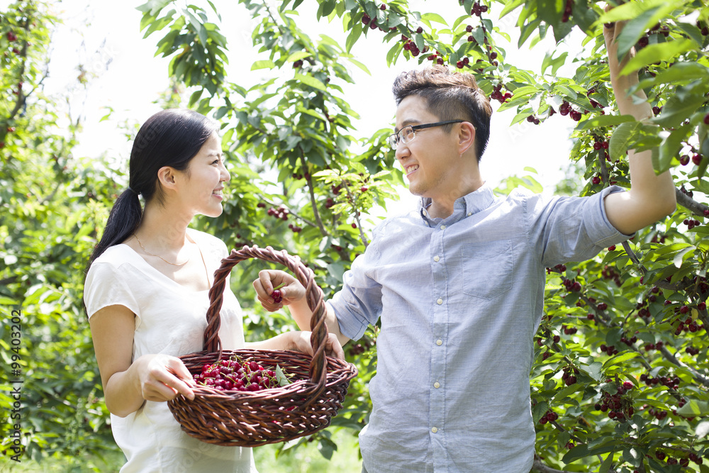 Young couple picking cherries in orchard