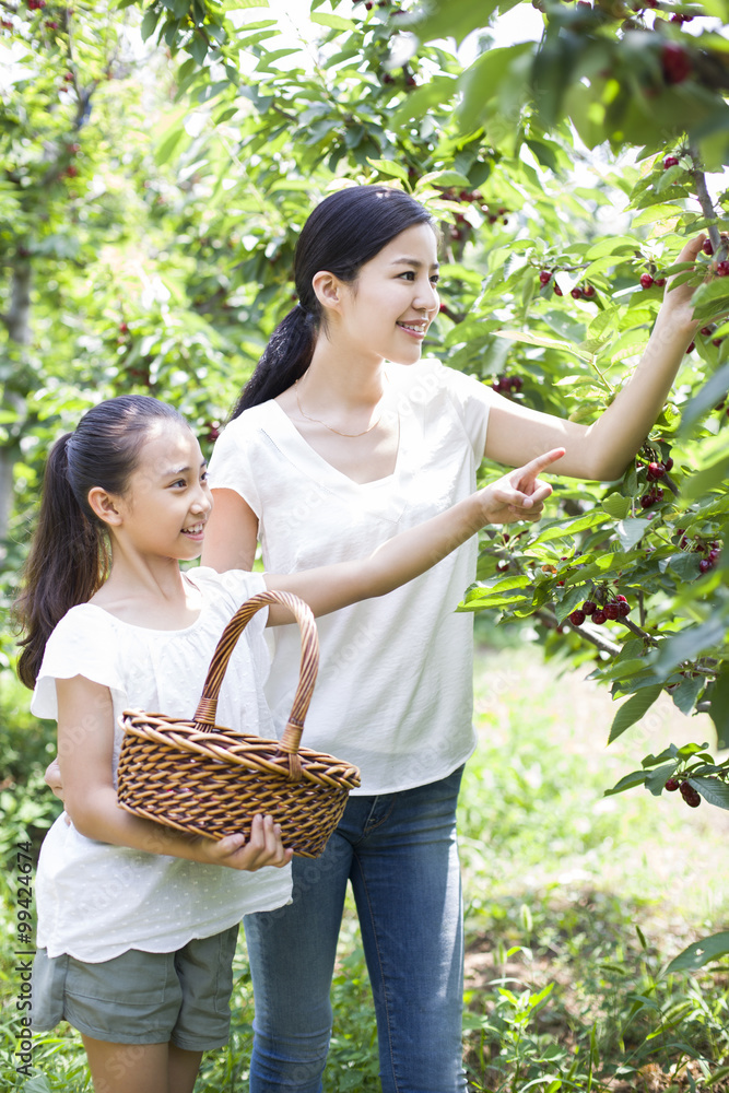 年轻的母女在果园里摘樱桃