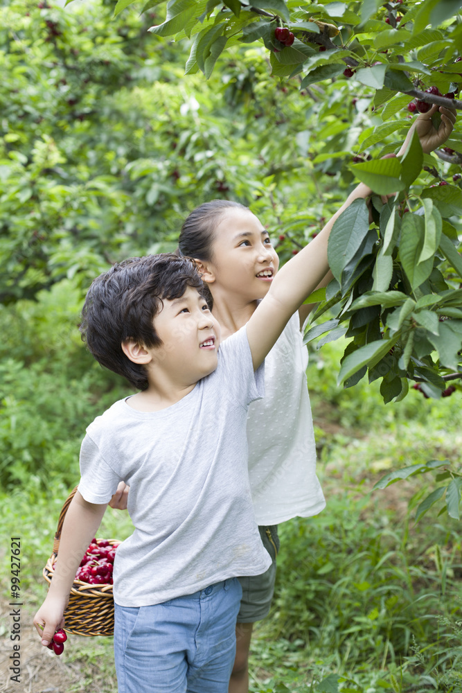 Happy children picking cherries in orchard