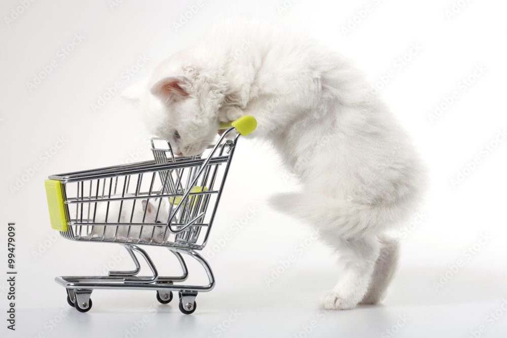 Mouse in shopping  cart with kitten, studio shot
