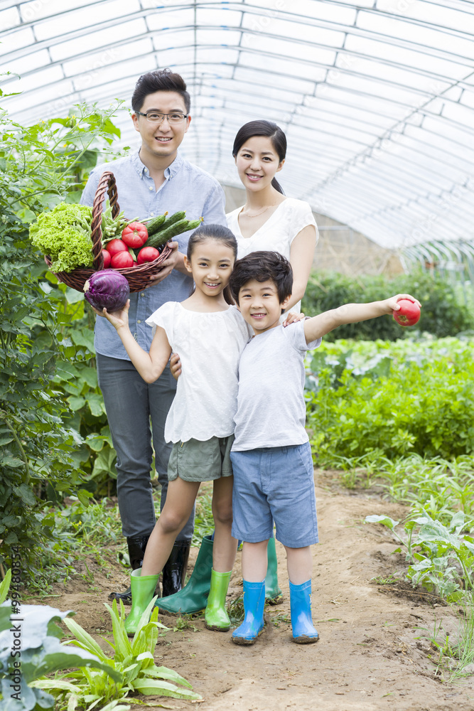 年轻的家庭在温室里采摘蔬菜
