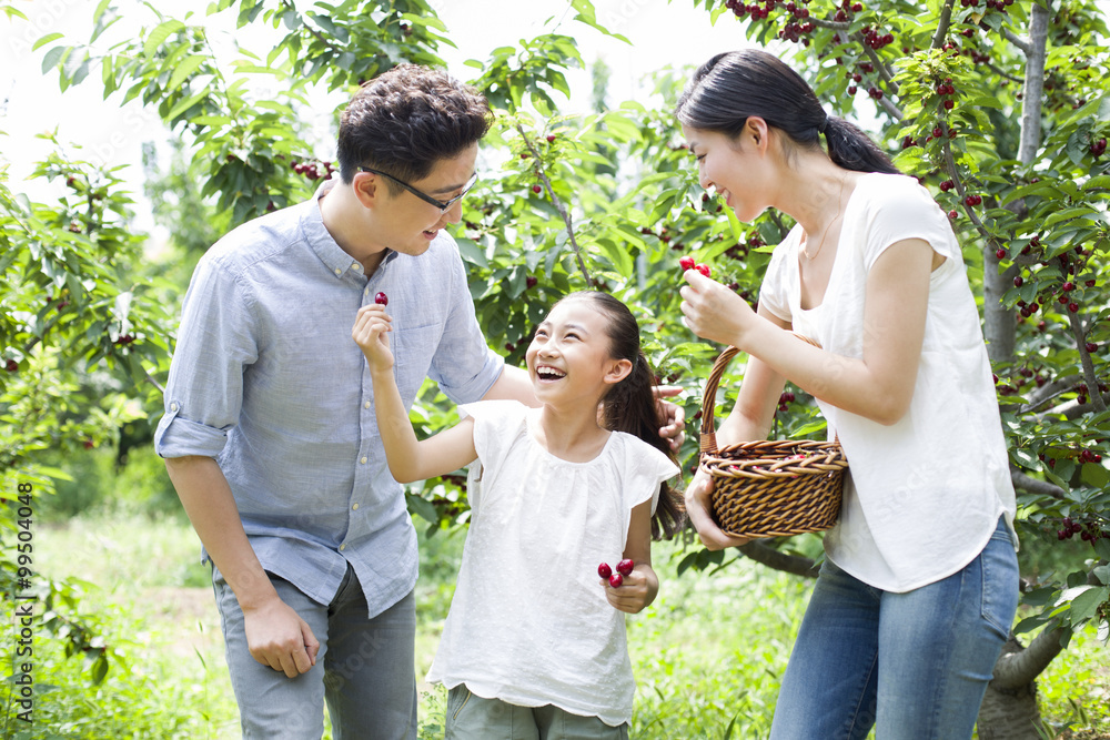年轻的家庭在果园采摘樱桃