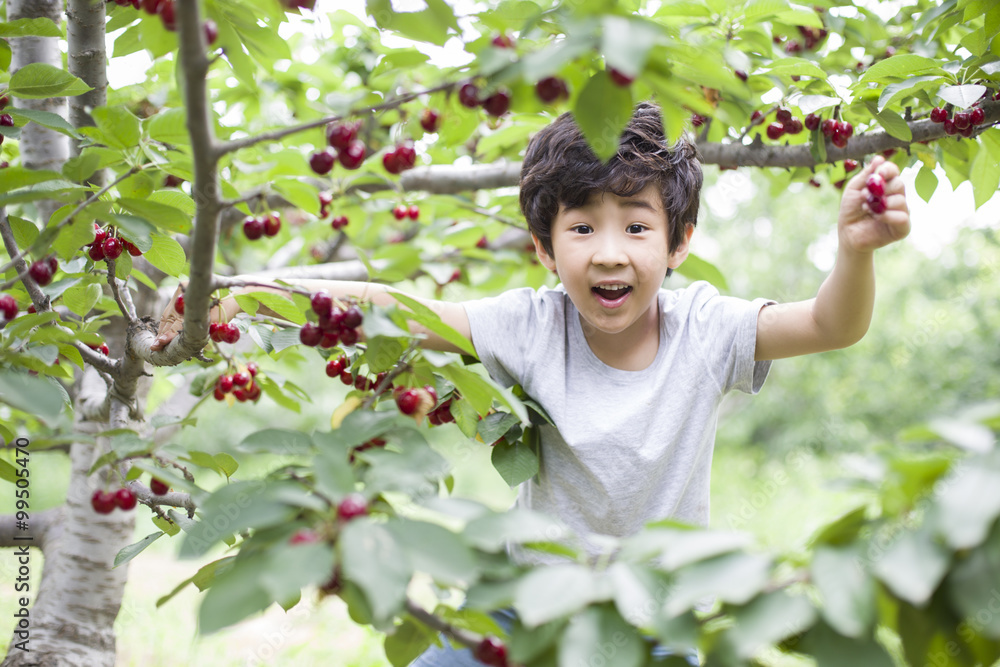 快乐男孩在果园摘樱桃