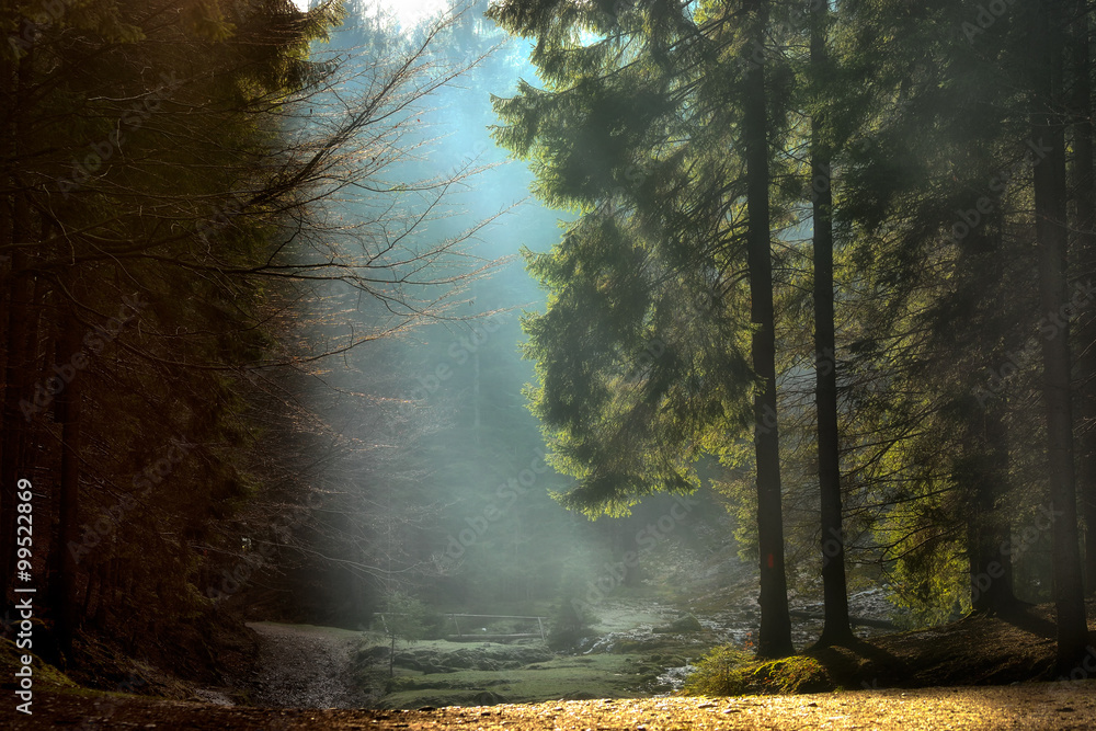 光线穿过树木。深秋景观，穿过罗马尼亚布拉索夫附近的树林。