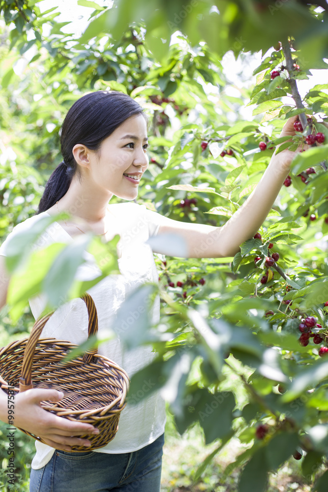 在果园里摘樱桃的年轻女人