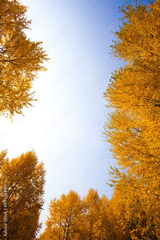 秋天橙色树梢的天空