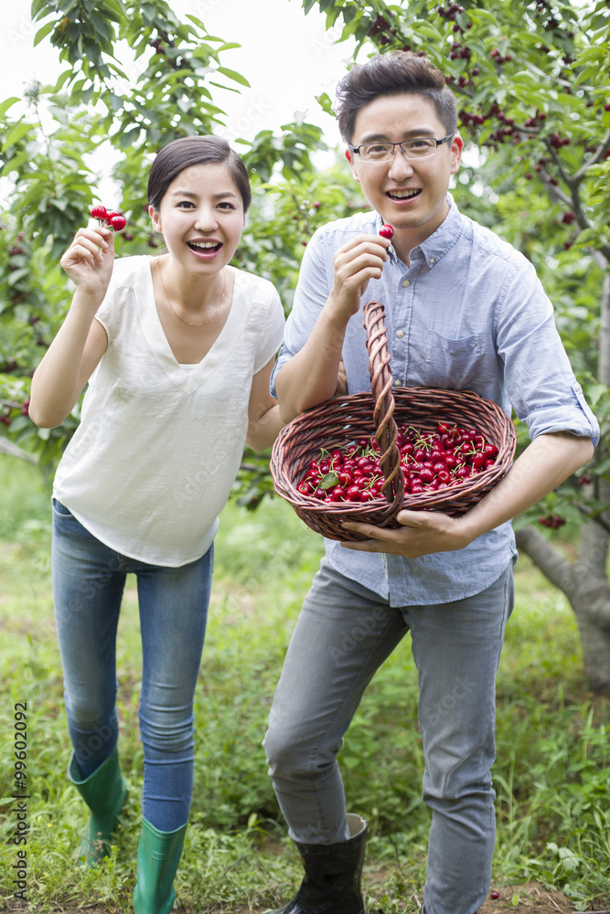 年轻夫妇在果园摘樱桃
