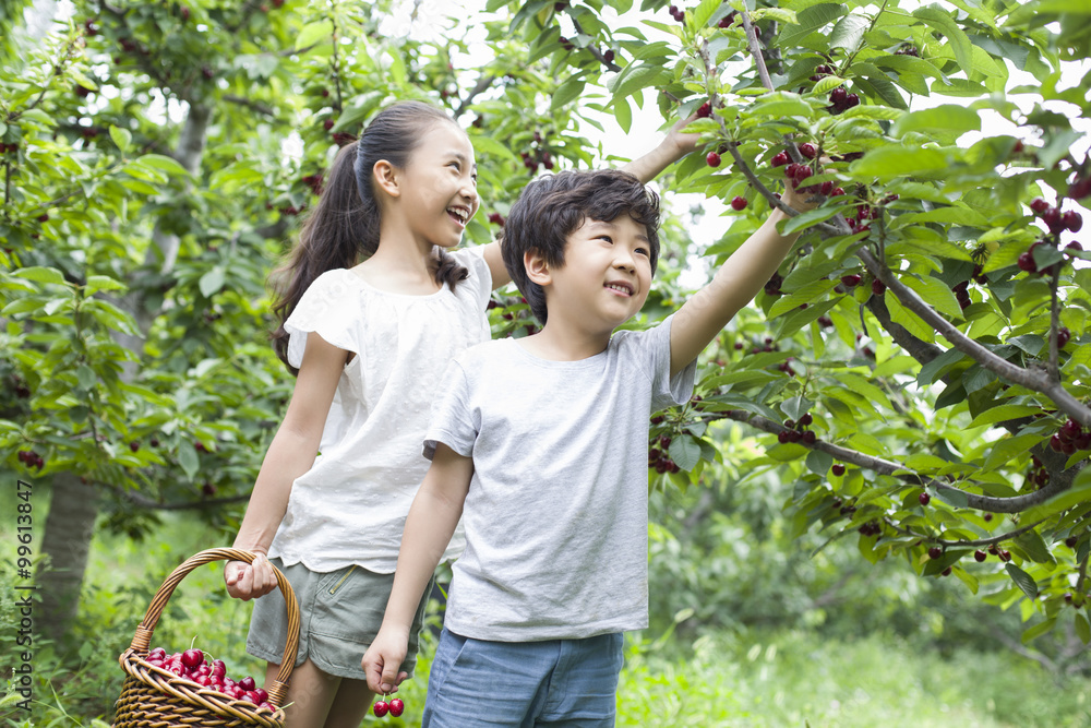 Happy children picking cherries in orchard