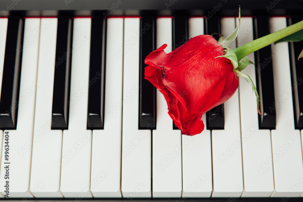 钢琴键和红玫瑰