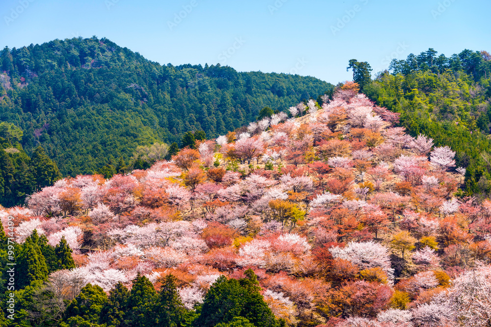 日本奈良吉野山