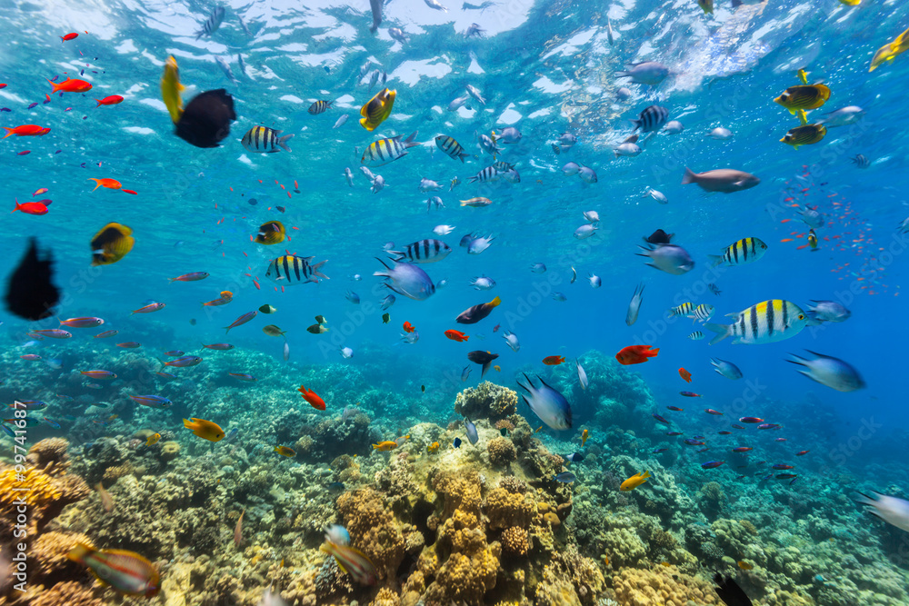 红海的珊瑚礁和热带鱼