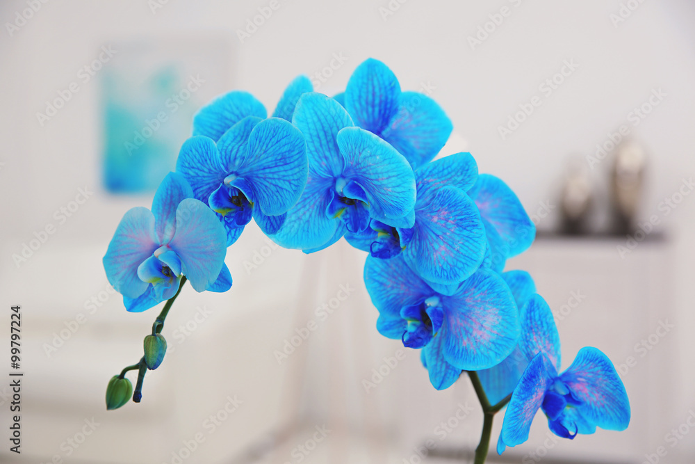 近距离观察美丽的蓝色兰花。背景模糊