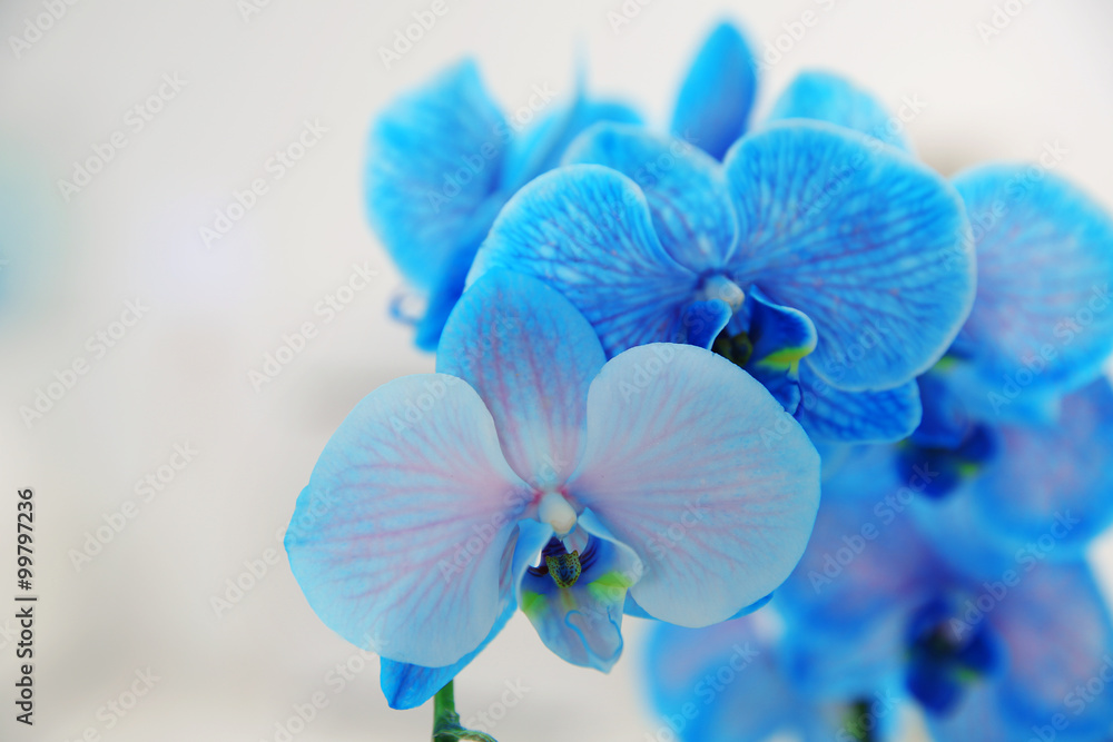 蓝色兰花开花的枝条，特写